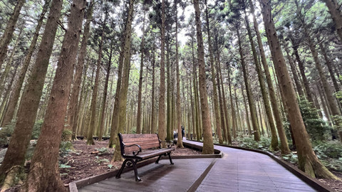 Saryeoni Forest, salah satu kawasan wisata di Pulau Jeju yang sangat mudah diakses. Foto: Gadi Kurniawan Makitan/kumparan