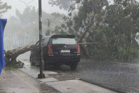 Pohon tumbang di Jalan Raya Ciater, Tangsel timpa mobil berwarna hitam imbas hujan deras, Kamis (24/10/2024). Foto: Dok. BPBD Tangsel
