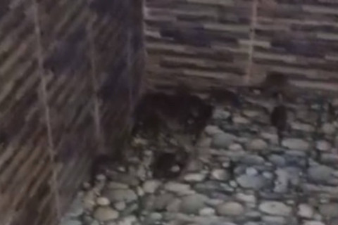 Warga Dusun Cibatu, Desa Kutamakmur, Kecamatan Tirtajaya, Karawang dihebohkan dengan wabah tikus yang mengepung pemukiman warga. Foto: Dok. Istimewa