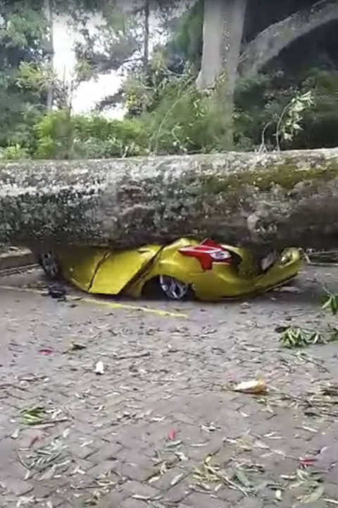 Sejumlah mobil tertimpa pohon tumbang di objek wisata Farmhouse, Lembang, Kabupaten Bandung Barat, pada Minggu (27/10/2024). Foto: Dok. Istimewa