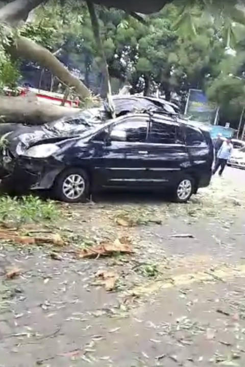 Sejumlah mobil tertimpa pohon tumbang di objek wisata Farmhouse, Lembang, Kabupaten Bandung Barat, pada Minggu (27/10/2024). Foto: Dok. Istimewa