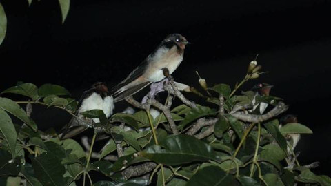 Burung migran layang-layang asia sedang bermigrasi di sebuah pohon di Yogyakarta. Foto: Dok. PPBJ