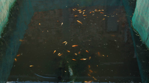 Salah satu jenis ikan hias 