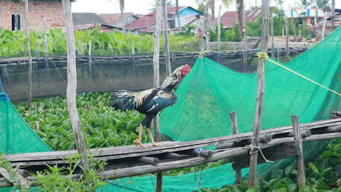 Seekor ayam melintasi jembatan kayu di tengah-tengah waring ikan terbengkalai di Kawasan Kampung Budidaya Ikan Hias, Minggu (27/10). Foto: Nyms/abp/urban id