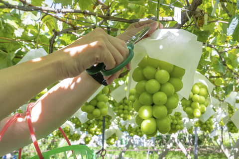 Ilustrasi Anggur Shine Muscat. Foto: Shutterstock