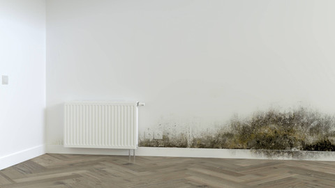 Illustrasi dinding rumah berjamur. Foto: Franck Boston/Shutterstock