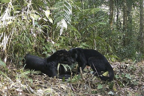 Sepasang macan kumbang tertangkap kamera di wilayah kerja Seksi PTN Wilayah I Lebak, Taman Nasional Gunung Halimun Salak yang di publikasi pada Kamis (30/10/2024). Foto: Instagram/ @btn_gn_halimunsalak