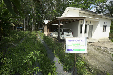 Tanaman cabai di pekarangan rumah warga sebagai implementasi Program Kampung Iklim APRIL Group. Foto: Faiz Zulfikar/kumparan