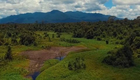 Gunung Palung. Foto: YouTube Kayong TV