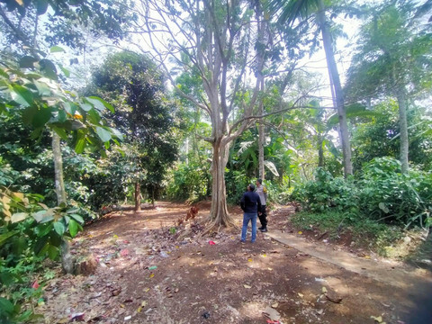 Kebun Manggis yang sering dijadikan Gunawan 'SadBor' untuk live TikTok. Dok. Istimewa