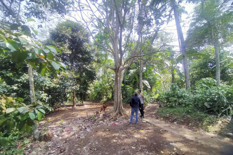 Kebun Manggis yang sering dijadikan Gunawan 'SadBor' untuk live TikTok. Foto: Dok. Istimewa