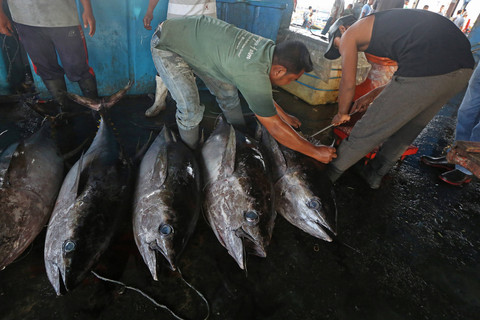 Pekerja memeriksa kualitas daging ikan tuna kualitas ekspor hasil tangkapan nelayan di Pelabuhan Pendaratan Ikan (PPI) Lampulo, Banda Aceh, Aceh, Selasa (5/11/2024). Foto: ANTARA FOTO /Irwansyah Putra