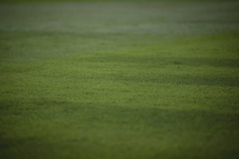 Kondisi rumput lapangan sepak bola di Stadion Utama Gelora Bung Karno, Jakarta, Jumat (11/8/2024). Foto: Jamal Ramadhan/kumparan
