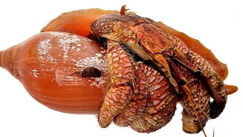 Kepiting pertapa bercapit stroberi (Strigopagurus fragarchela). Foto: Queensland Museum