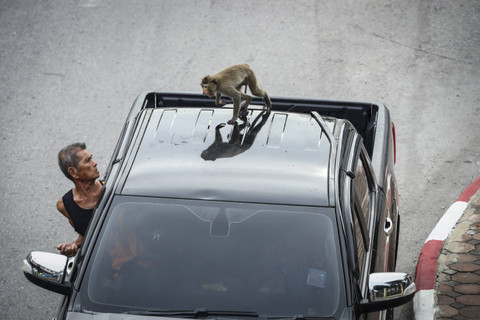 Ilustrasi monyet di Thailand. Foto: Chalinee Thirasupa/REUTERS