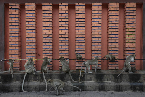 Ilustrasi monyet di Thailand. Foto: Chalinee Thirasupa/REUTERS