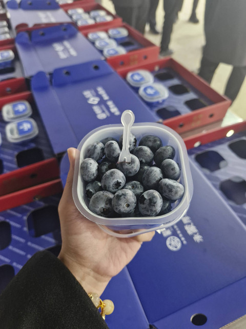 Kebun blueberry milik Mengzi City Zhensheng Agricultural Development Co., Ltd.
 Foto: Nadia Riso/kumparan
