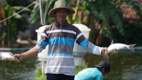 Panen ikan patin. Foto: Dok. eFishery