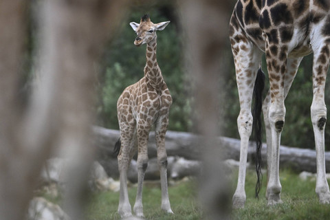 Jerapah muda bernama Emily berinteraksi dengan induknya di dalam kandang saat acara pemberian nama di kebun binatang Tierpark, Berlin, pada tanggal 22 Agustus 2024. Foto: RALF HIRSCHBERGER / AFP