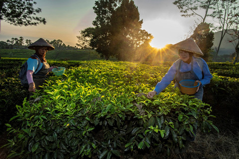 Pekerja memetik teh putih di Perkebunan Teh Pusat Penelitian Teh dan Kina (PPTK) Gambung, Bandung, Jawa Barat. Foto: Muhammad Adimaja/ANTARA FOTO