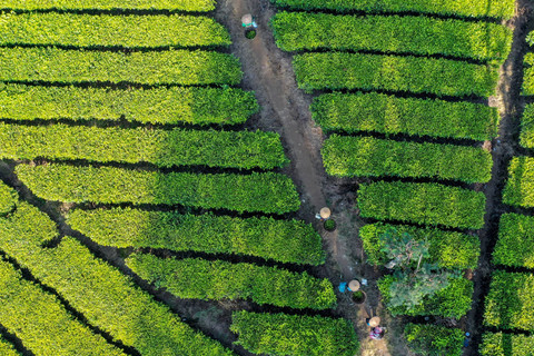 Pekerja memetik teh putih di Perkebunan Teh Pusat Penelitian Teh dan Kina (PPTK) Gambung, Bandung, Jawa Barat. Foto: Muhammad Adimaja/ANTARA FOTO