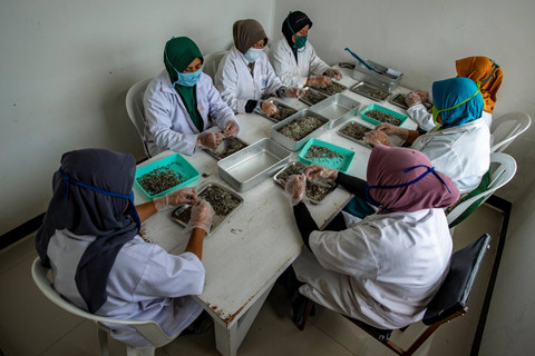 Pekerja memilah pucuk teh putih di Perkebunan Teh Pusat Penelitian Teh dan Kina (PPTK) Gambung, Bandung, Jawa Barat. Foto: Muhammad Adimaja/ANTARA FOTO