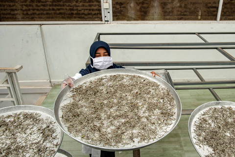Seorang pekerja menjemur pucuk teh putih di Perkebunan Teh Pusat Penelitian Teh dan Kina (PPTK) Gambung, Bandung, Jawa Barat. Foto: Muhammad Adimaja/ANTARA FOTO