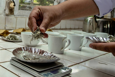 Peneliti menyiapkan teh putih untuk diuji di laboratorium milik Perkebunan Teh Pusat Penelitian Teh dan Kina (PPTK) Gambung, Bandung, Jawa Barat. Foto: Muhammad Adimaja/ANTARA FOTO