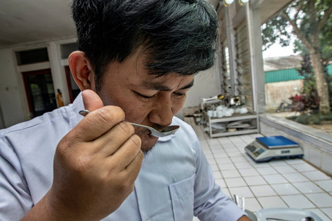 Peneliti mencicipi teh putih saat diuji di laboratorium milik Perkebunan Teh Pusat Penelitian Teh dan Kina (PPTK) Gambung, Bandung, Jawa Barat. Foto: Muhammad Adimaja/ANTARA FOTO