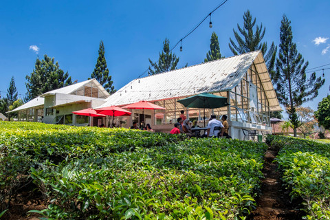 Suasana Pepeteka Cafe di Perkebunan Teh Pusat Penelitian Teh dan Kina (PPTK) Gambung, Bandung, Jawa Barat. Foto: Muhammad Adimaja/ANTARA FOTO