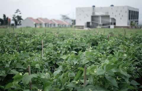 Ilustrasi wakaf uang untuk pertanian. Foto: dok. Dompet Dhuafa