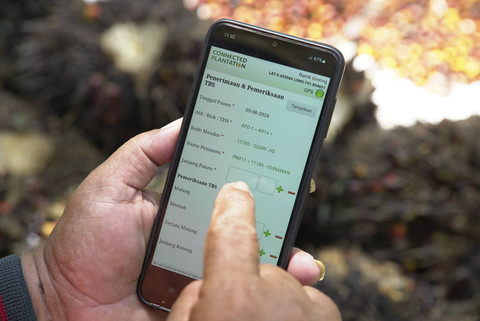 Pencatatan data panen menggunakan Connected Plantation. Foto: Faiz Zulfikar/kumparan