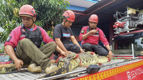 Petugas Damkarmat Yogyakarta mengevakuasi seekor buaya di Tegalrejo.  Foto: Arfiansyah Panji Purnandaru/kumparan