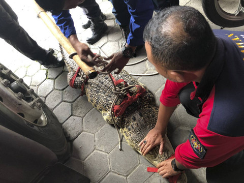 Petugas Damkarmat Yogyakarta mengevakuasi seekor buaya di Tegalrejo.  Foto: Arfiansyah Panji Purnandaru/kumparan