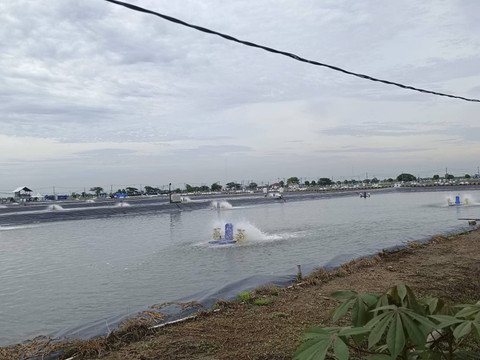 Suasana modeling kawasan tambak budi daya ikan nila salin (BINS) milik Kementerian Kelautan dan Perikanan (KKP) di Karawang, Jawa Barat, Senin (2/12/2024). Foto: Zamachsyari/kumparan