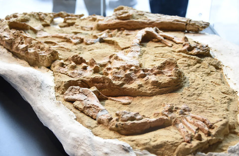 Fosil buaya purba yang ditemukan di sebuah gurun di Peru.  Foto: Peruvian State Digital Platform