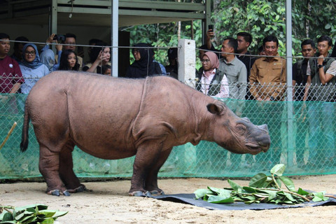 Menteri Kehutanan (Menhut) kunjungi Suaka Rhino Sumatera (SRS) di Taman Nasional Way Kambas (TNWK). | Foto: Sinta Yuliana/Lampung Geh