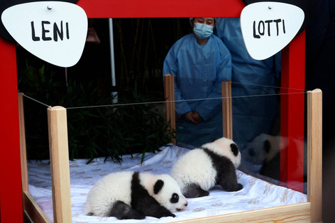 Anak panda kembar Leni dan Lotti diperkenalkan selama upacara pemberian nama mereka di Kebun Binatang Berlin, Jerman, Jumat (6/12/2024). Foto: Lisi Niesner/REUTERS