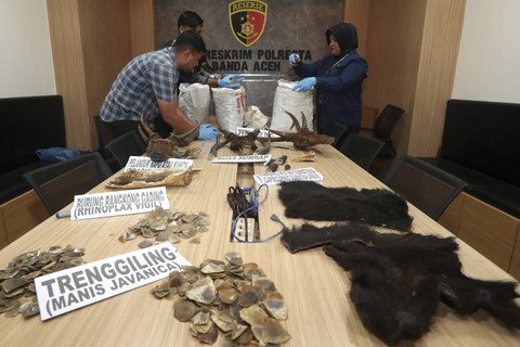 Personel Satreskrim Polresta Banda Aceh menata barang bukti berbagai organ satwa langka dan dilindungi di Banda Aceh, Aceh, Selasa (10/12/2024). Foto: Irwansyah Putra/ANTARA FOTO