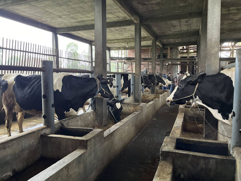 Kandang sapi milik Totok, peternak muda peserta Dairy Development Program (DDP) Frisian Flag Indonesia di Pujon, Malang. Foto: Dhini Hidayati/kumparan