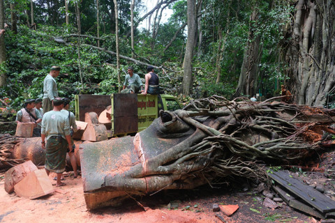 Sejumlah warga bergotong-royong membersihkan batang pohon pasca-pohon tumbang yang menimpa sejumlah wisatawan di area objek wisata Monkey Forest, Ubud, Gianyar, Bali, Rabu (11/12/2024). Foto: Nyoman Hendra Wibowo/ANTARA FOTO