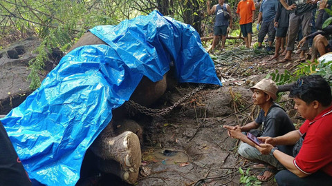Moly, gajah Bali Zoo yang terseret arus sungai, ditemukan mati. Foto: Dok. Istimewa