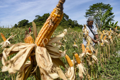 Anggota kelompok tani Tegal Rejo memetik jagung saat memanen jagung bersama di kawasan Mugirejo, Samarinda, Kalimantan Timur, Rabu (18/12/2024). Foto: M Risyal Hidayat/ANTARA FOTO
