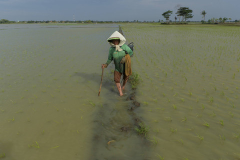 Petani berjalan melewati lahan persawahan yang terendam banjir di Kasemen, Kota Serang, Banten, Rabu (18/12/2024). Foto: Putra M. Akbar/ANTARA FOTO 