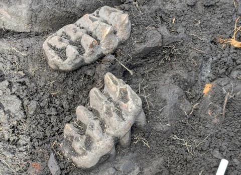 Fosil rahang mastodon yang ditemukan di halaman belakang rumah warga.  Foto: New York State Museum