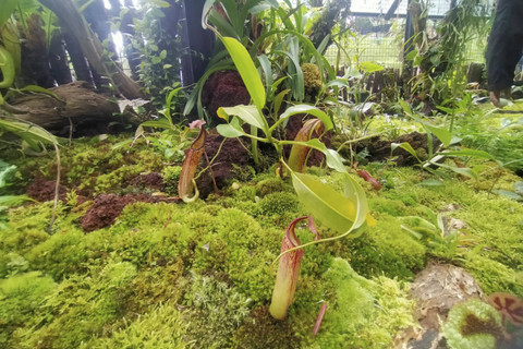 Rumah kaca Nepenthes menjadi destinasi wisata edukasi yang dihadirkan Kebun Raya Cibodas, Cipanas, Cianjur, Jawa Barat untuk menyambut wisatawan saat libur Natal dan Tahun Baru 2025. Foto: Dok. kumparan