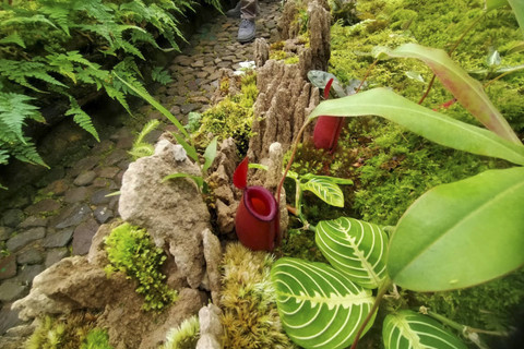 Rumah kaca Nepenthes menjadi destinasi wisata edukasi yang dihadirkan Kebun Raya Cibodas, Cipanas, Cianjur, Jawa Barat untuk menyambut wisatawan saat libur Natal dan Tahun Baru 2025. Foto: Dok. kumparan