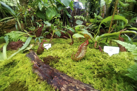 Rumah kaca Nepenthes menjadi destinasi wisata edukasi yang dihadirkan Kebun Raya Cibodas, Cipanas, Cianjur, Jawa Barat untuk menyambut wisatawan saat libur Natal dan Tahun Baru 2025. Foto: Dok. kumparan