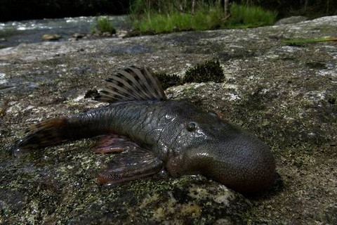 Spesimen ikan berkepala gumpalan (Chaetostoma sp.), yang diamati selama ekspedisi ke wilayah Alto Mayo di Peru. Foto: Conservation International/Trond Larsen via REUTERS