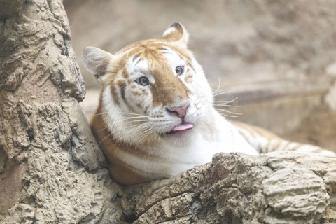 Harimau betina emas langka di dalam kandang di Chiang Mai Night Safari, di provinsi Chiang Mai, Thailand (26/11/2024). Foto: Stringer/REUTERS